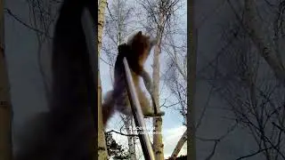 Пушистик