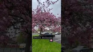 Spring in England | Cherry Blossom 🌸 | I love spring season | UK #shorts #subscribe #fypシ #uk