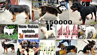 sunday dog market rate update| dog mandi | karachi dog market |Lahore sunday Dog market new rates|