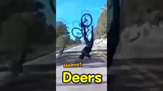 Олени нападают во время велогонки 💥 #RoadBike #Cycling #Deer