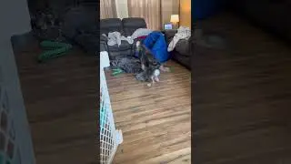 Fluff butt got the zoomies after his bath.