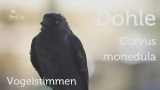 Vogelstimmen: So singt die Dohle