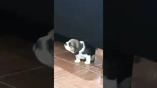 cachorro beagle puppy, beagles cazadores