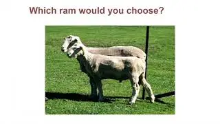 Ram Selection