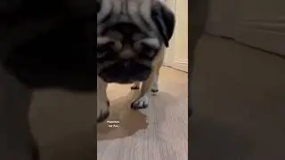 | PUG VS BLUEBERRY 🥊 | What do pugs eat 2032? | #shorts