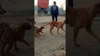 #dog#parm #pitbull #whowillbemylifepartnerta #lifeisbutadream