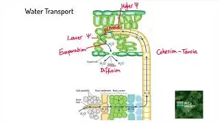 Cohesion-Tension Theory of Transpiration (A Level Biology)