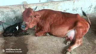 top quality milking red Sindhi  Cow sale in rairangpur mayurbhanj Odisha no7008777378 20litr milk