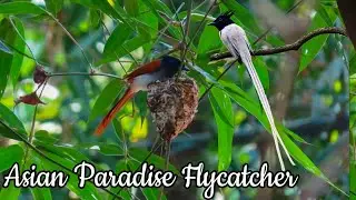 Asian Paradise Flycatcher Nesting | Bortir Bill Birding | Part 3 |  বর্তির বিল | Forest Birds Call