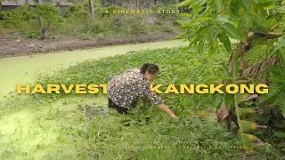 Harvesting Filipino Vegetables and Countryside Life Philippines Koreans Try Filipino Kangkong Recipe