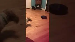 Dogs scared of roomba