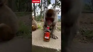 Giggles Unleashed | Dose of your Laughter!@dank memes