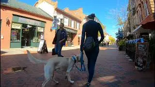 Dog Training For Real. It's NOT What A Trainer Can Do With Your Dog. It's What You Can Do!