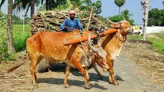 New Bullock Cart Heavy Load Mud Stuck in Riding \\ Eddulu Video#BullockCart
