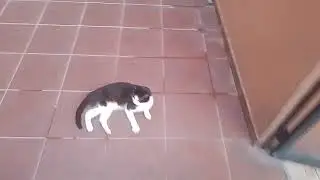 Videos gatos favoritos