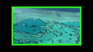 Coral transplant raises barrier reef survival hopes
