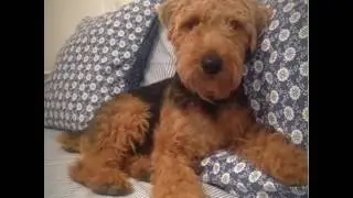 Welsh&Terriers friends by Patty Welsh