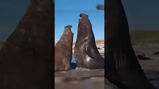 Watch the scene of 2 seals fighting bloody