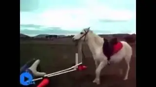 Instant karma Animal