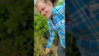 finally mera plant 🌱 lg gya😄😊😊😀#😍🥰🥰🕋🤲 MasaAllah