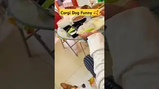 #corgi #cutepetdebutplan #pet #pets #firstpet #funny