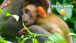 Heart break tear drop! Abandon Elpida s-eriously hungry milk till crying s-uffer& try eat young leaf