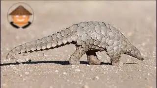 Qué Pasa Con Los Pangolines