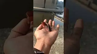 सिंघी मछली देसी तरीके बनाएंगे कहेंगे , कास पता होता ईतना टेस्टी | Singhi Fish Curry At Home #shorts