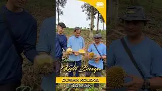 #duriankulitbuaya #duriankampungpremium Crocodile skin? Nope, it&rsquo;s just our new durian variety!