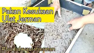 Memberi Pakan Ulat Jerman Biar Sehat, Simak Ini Lur!