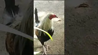 Sumatra Bird Explore Nature Now NATURE DOCUMENTARIES Wild Animal #explorenaturenow
