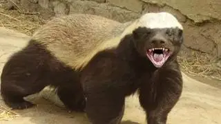 Honey Badgers: The Crazy Truth