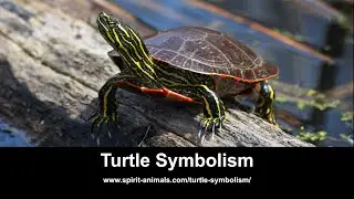 Turtle Symbolism