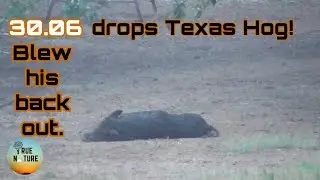 30.06 DROPS Texas hog | Hog hunting in Rockdale Texas 2023