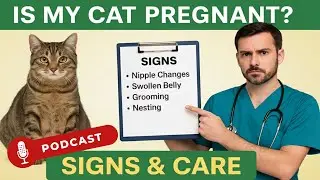 Cat Pregnancy Guide: Labor Signs & Birth 101 (Vet Approved)🍼