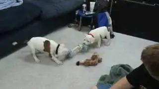 Epic Pit Bull Tug-o-War!