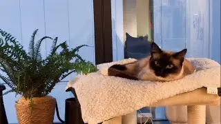 Got a new plant next to my cat&rsquo;s bed, and she seems to really enjoy it!