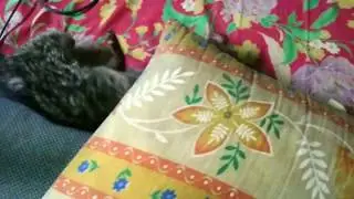 civet cat also tame as a cat