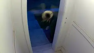 Meet 