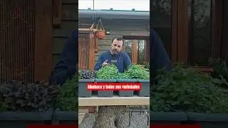 Albahaca infinita en tu #jard&iacute;n #vida #plantas #agricultura #consejos #huerto #vlog  #bio #albahaca