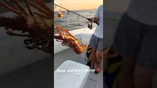 Lobster on hook and line?! Chicken rig catches everything 🎣👀 #fish #outdoors #lobster #fishing