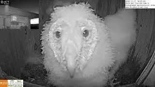 Owl Selfie: Barn Owl nestlings get some time in front of the LIVE CAM