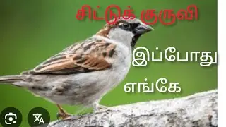#️⃣சிட்டுக்குருவியின் அழகு#️⃣ குருவி வீட்டுக்கு வந்தால் என்ன நன்மை#️⃣ பாதுகாக்கும் முறை#️⃣