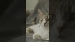 A Cat&rsquo;s Secret Nightly Adventures!