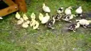 Muscovy ducks and ducklings in our farm yard