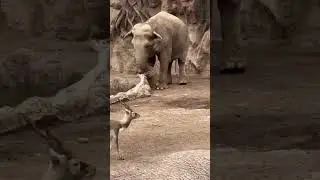 La bondad animal es incre&iacute;ble