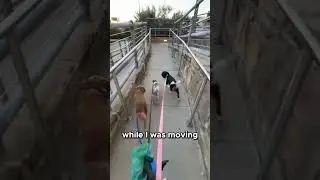 Moving with Pets  The Ultimate Challenge