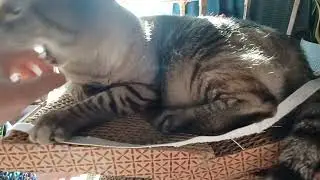 Unbelievable! Watch This Adorable Cat's Hilarious Obsession with Its Favorite String!