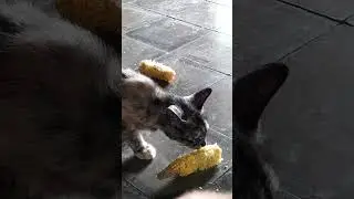 Maem jagung@sugiarti967#kucing#mpus#cat #imut #kitten #cute #fypシ゚viral#shorts #oyen #bolang #black 