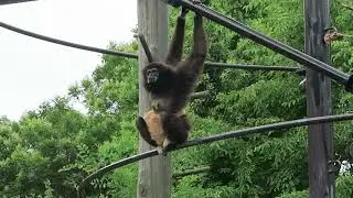 #4 June 2019 at Noichi zoological park, Kochi, Japan